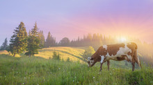 Cow On Green Meadow. Nature Composition. Real