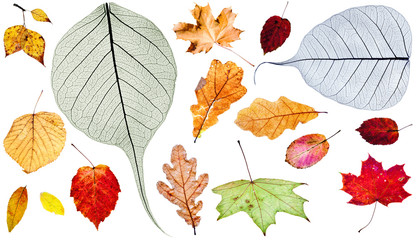 Wall Mural - set of different autumn leaves isolated