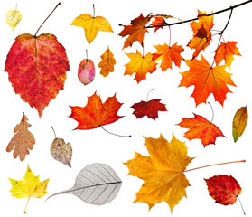 Fototapete - set of various autumn leaves isolated on white