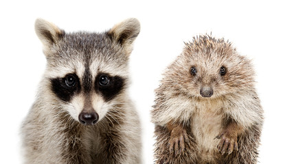 Wall Mural - portrait of a raccoon and hedgehog
