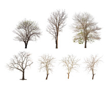 Collection Of Trees With No Leaves Or Winter Tree Or Dead Tree On White Background
