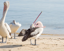 Australian Pelican, Coral Sea, Cairns, QLD, Australia