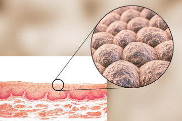 Sticker - Layer of cells, light micrograph and 3D illustration. Non-keratinized stratified squamous epithelium