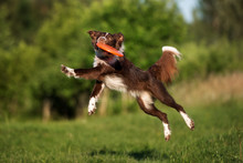 Border Collie Dog Catching Frisbee