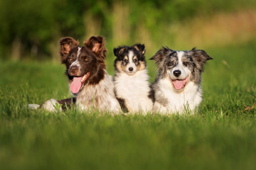 Wall Mural - border collie dogs with adorable sheltie puppy