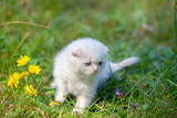 Fototapeta Koty - Little kitten walking on the grass