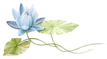 Water Lily Or Lotus Flower On The Water (Skyblue). Hand Drawn, Watercolor Botanical Illustration.
