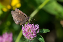 Northern Cloudywing Butterfly
