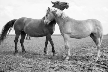  European wild horse in black and white.