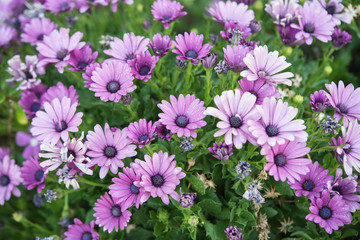 Canvas Print - Purple African Daisy ( Osteospermum Ecklonis )