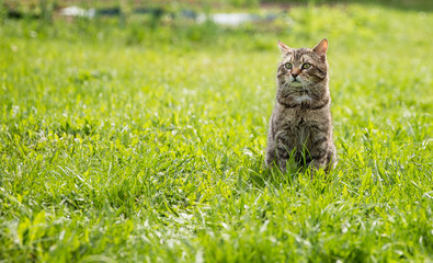 Cute cat on the green lawn