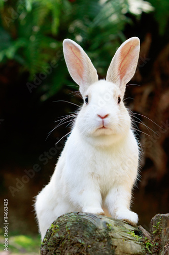 野生のウサギ うさぎの楽園 大久野島 Adobe Stock でこのストック画像を購入して 類似の画像をさらに検索 Adobe Stock