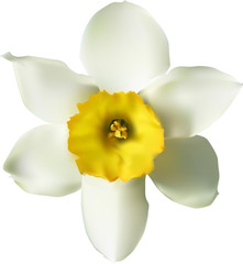 Sticker - single white isolated narcissus bloom