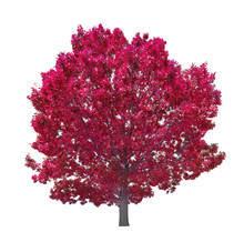 Isolated Large Red Tree