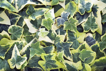 hedera helix variegata