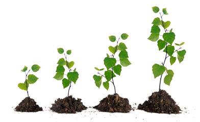 Four saplings on white background