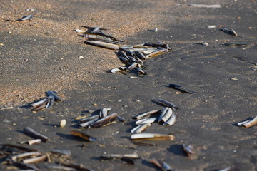 Nordseeküste im Fokus, Momente am Meer, im Watt, am Deich