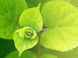 green leaves isolated with white background