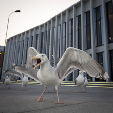 Seagulls Chasing Food In An Urban Area