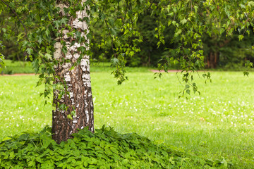 Betula pendula Dalecarlica - extremely rare form of birch with d