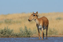 Wild Female Saiga Antelope Near Watering In Steppe