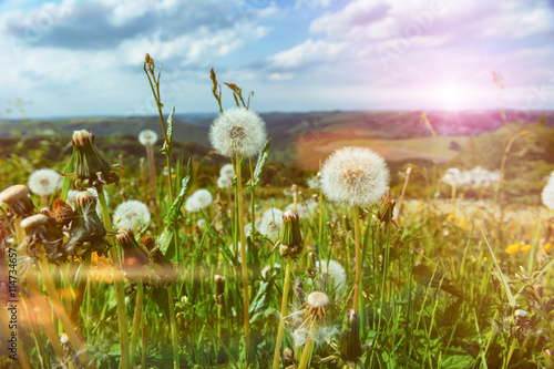 Summer landscape with dandelions Billede på lærred