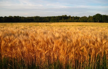 Rye field and forest in the background