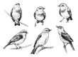 Birds sketch set
