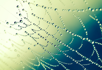 Wall Mural - spider web