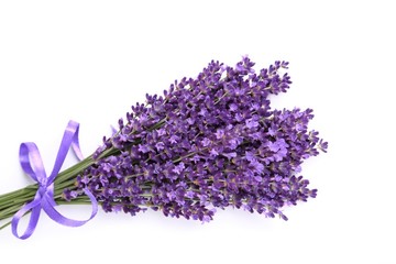 Fotomurales - Bunch of lavender.