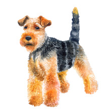 Watercolor Closeup Portrait Of Cute Welsh Terrier Breed Dog Isolated On Green Background. Shorthair Hunting Welshie Dog Posing At Dog Show. Hand Drawn Sweet Home Pet. Greeting Card Design. Clip Art