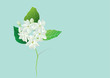 Jasmine flowers,white flowers with green leaves on blue background for object or background.vector illustration