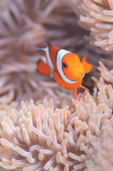 Wall Mural - Common Clownfish