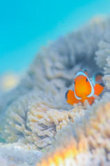 Sticker - Common Clownfish