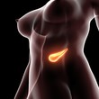 © PIC4U - Female  pancreas