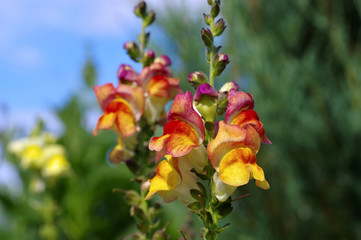 Sticker - Löwenmaul - snapdragon flower in summer