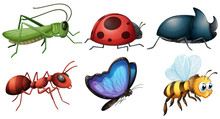 Different Type Of Insects
