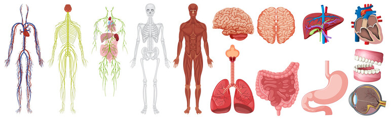 Canvas Print - Set of human anatomy and systems