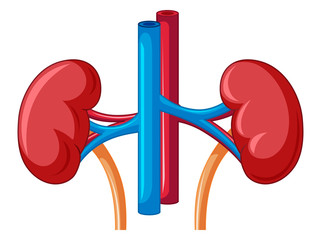 Canvas Print - Close up diagram of kidney