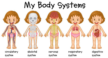 Canvas Print - Different systems in human being