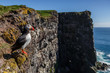 Puffin taken at the cliffs of Latrabjarg Iceland