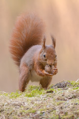 Wall Mural - Eurasian red squirrel