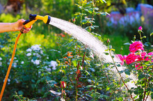 Senior Woman Hand Holding Hose Sprayer And Watering Rose Flowerbed In Garden