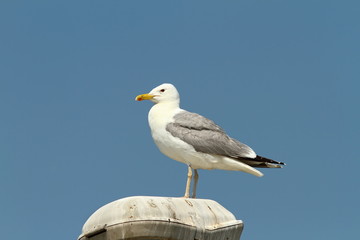 Wall Mural - caspian gull resting