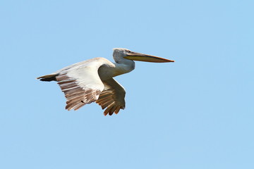 Wall Mural - dalmatian pelican in fligh