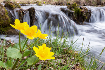 Flower near river