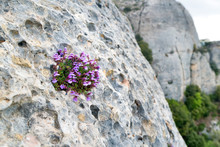 Violet Flowers Grow On The Rock