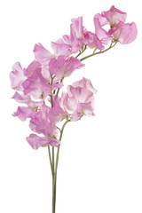 Wall Mural - sweet pea
