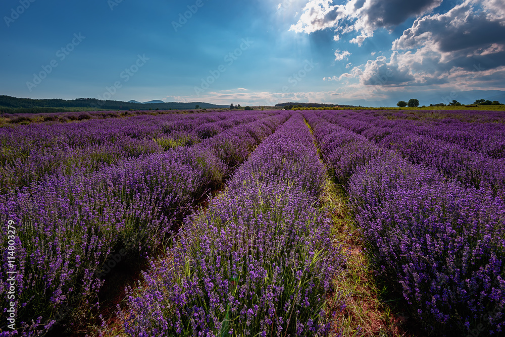 Lavender field at the end of June, near Kazanlak, Bulgaria - obrazy, fototapety, plakaty 