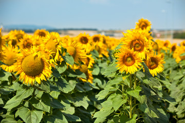  Sunflowers Field